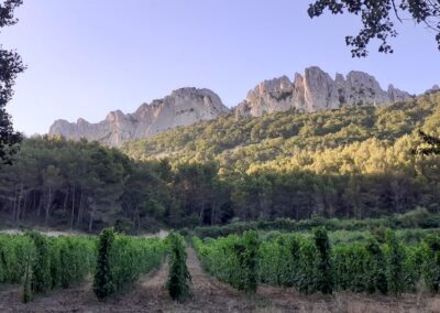 Balades à vélo guidées en Provence