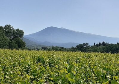 Balades à vélo guidées en Provence